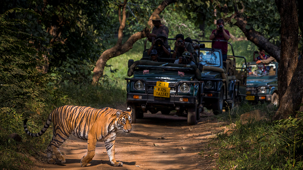 wildlife